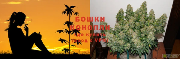 прущие грибы Беломорск